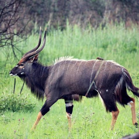 Ouklip Game Lodge Klipdrift Eksteriør billede