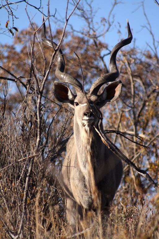 Ouklip Game Lodge Klipdrift Eksteriør billede