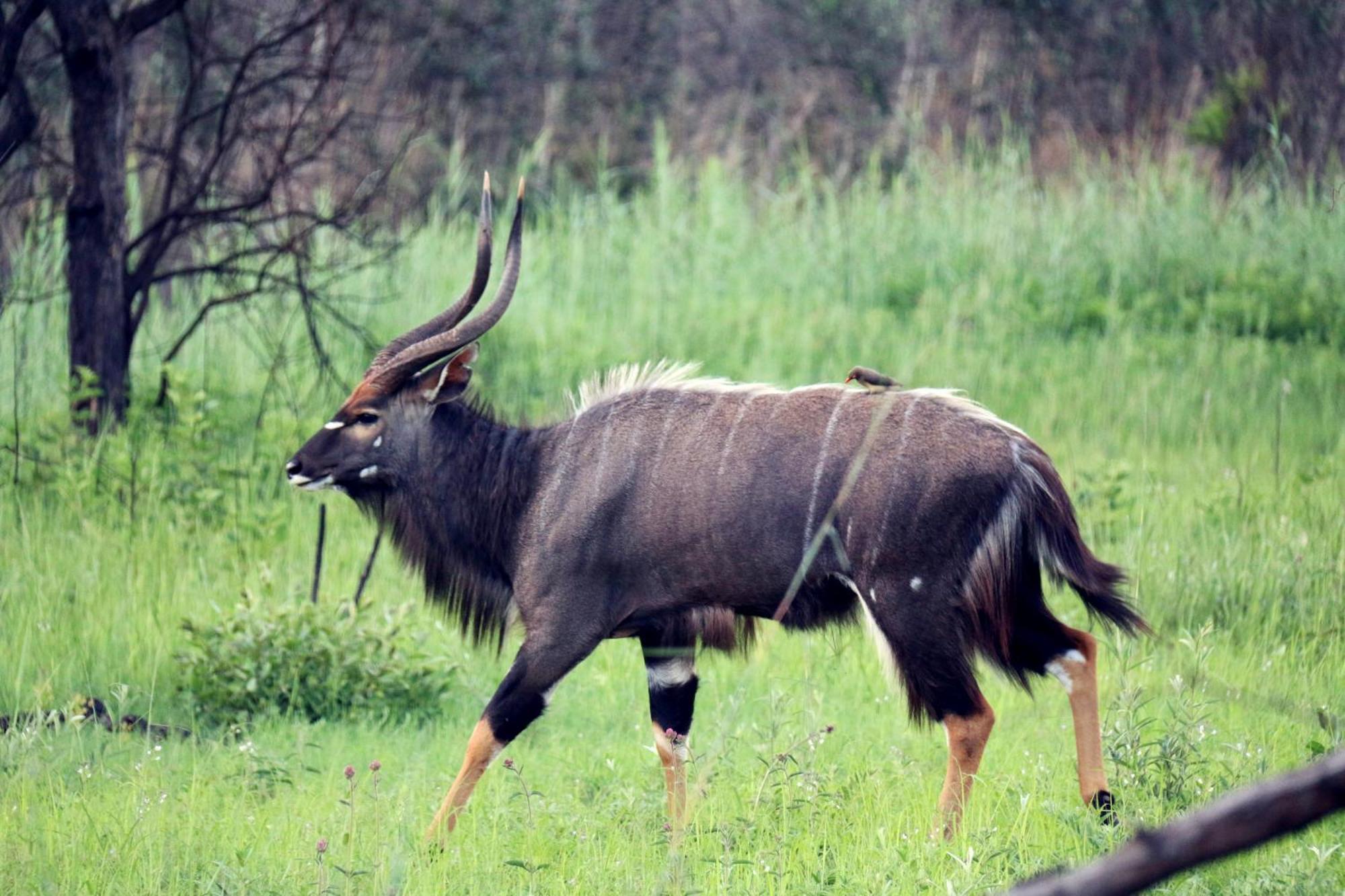 Ouklip Game Lodge Klipdrift Eksteriør billede