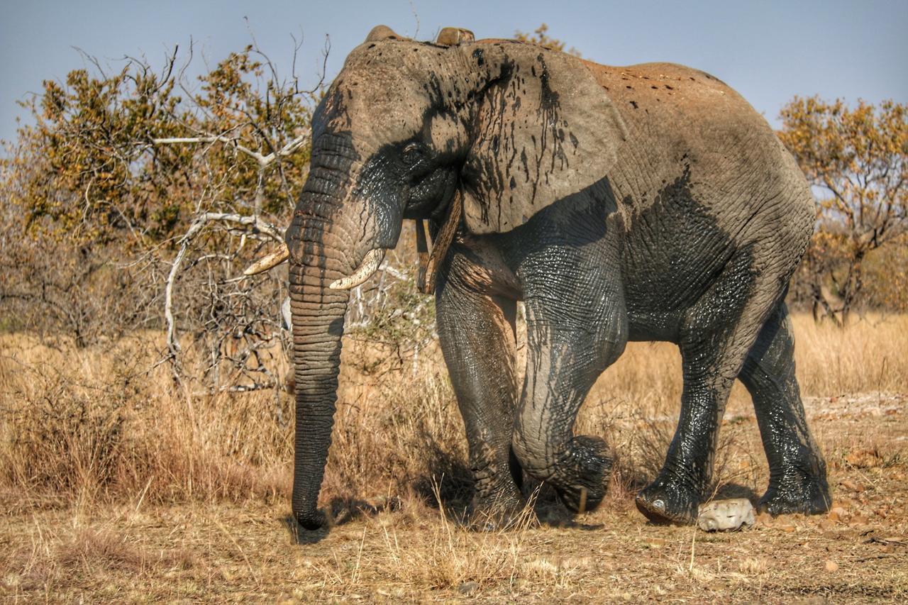 Ouklip Game Lodge Klipdrift Eksteriør billede